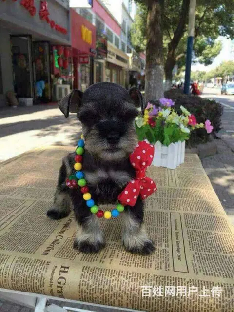 广州买狗 广州宠物狗 广州纯种迷你雪纳瑞幼犬哪有卖 - 图片 1