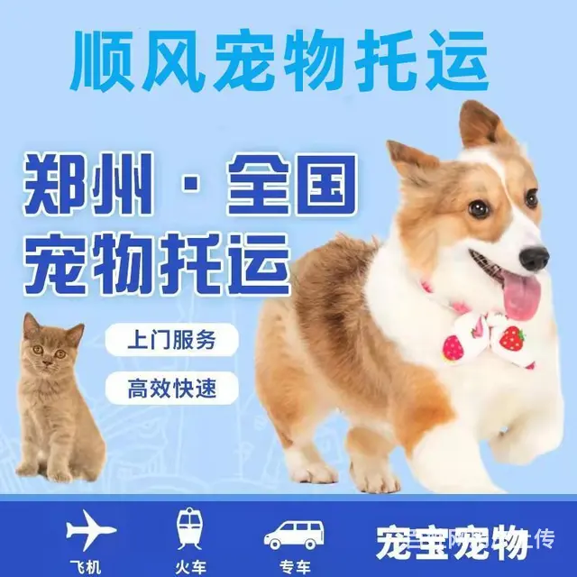 丹东宠物托运（猫狗）邮寄速运空运 （2023今日 推荐运输） - 图片 2