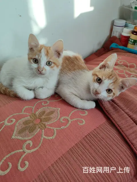 小猫 - 图片 2