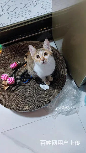 小橘猫找人领养 - 图片 6