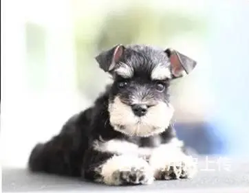 广州买狗 广州宠物狗 广州纯种迷你雪纳瑞幼犬哪有卖 - 图片 7
