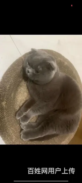 蓝猫公一只 - 图片 4