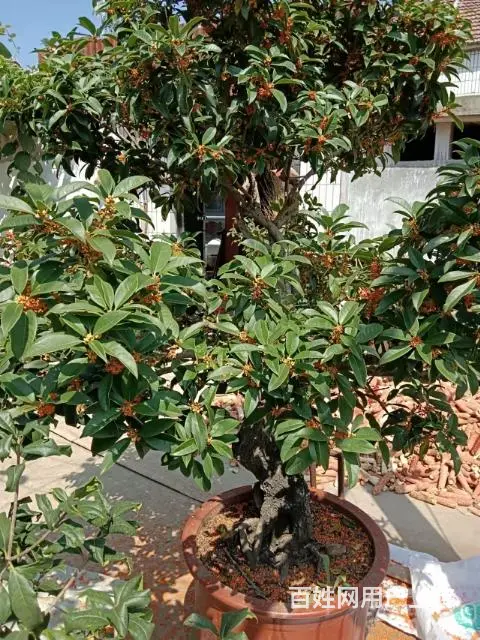 桂花， - 图片 4