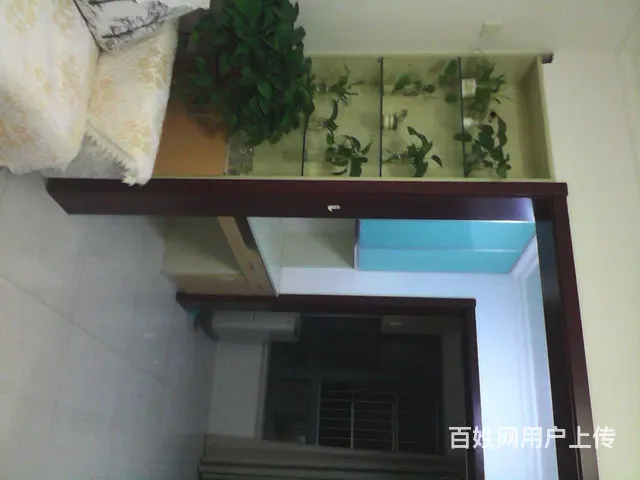 白菜价出售 - 图片 7