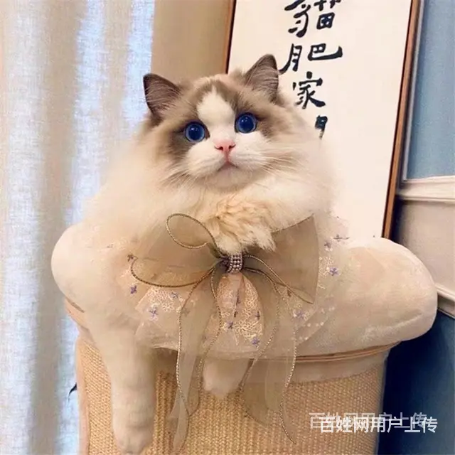 【金牌猫舍】天门布偶多少钱 布偶好看吗 - 图片 2