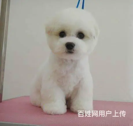 纯种比熊 小体比熊 带证书芯片出售中 - 图片 4