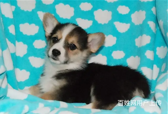 天门柯基价格_柯基多少钱柯基图片_纯种柯基幼犬 - 图片 9