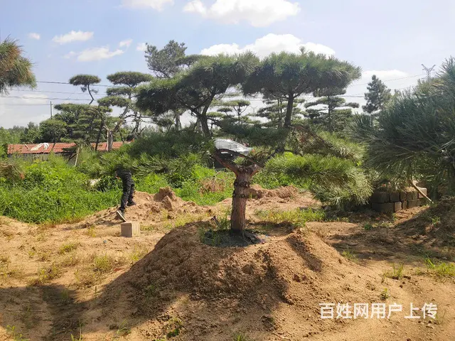造型油松  造型松  景观松 - 图片 9