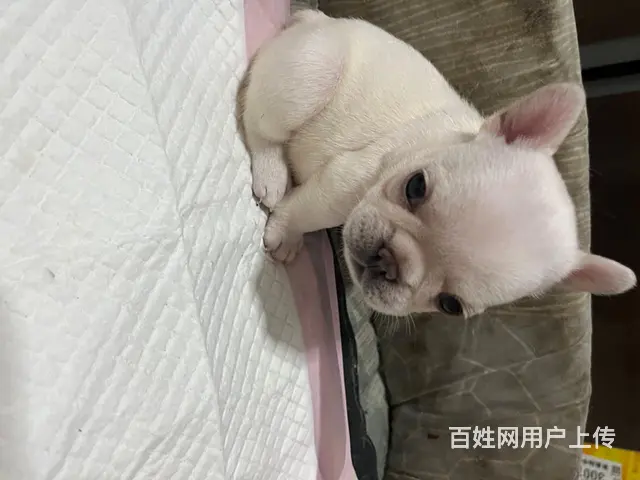 【搞定了！】自家小方体 法牛 40多天，荷兰疫苗，已驱虫。有 - 图片 1