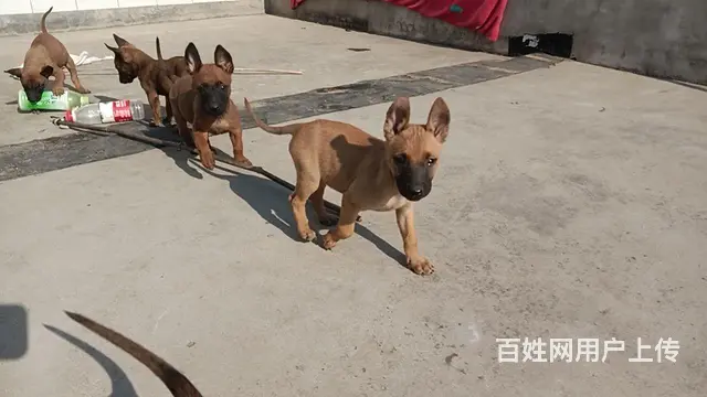 精品马犬，看家护院的好帮手。 - 图片 3