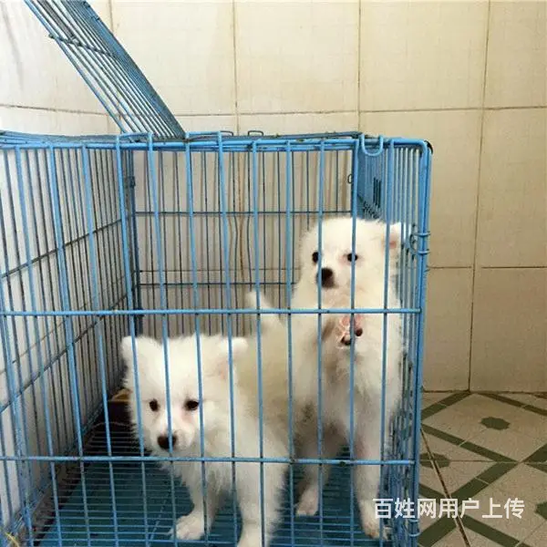 吕梁【十年老店】常年繁殖优质血统银狐幼犬 - 图片 9