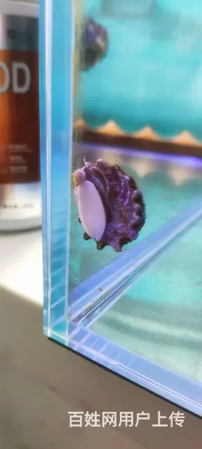 超白溪流缸珊瑚缸 - 图片 2
