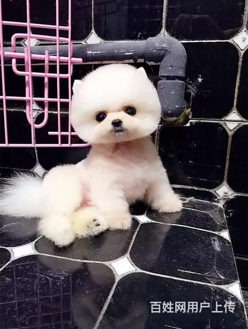 纯种博美幼犬 纯种哈多利博美 纯种球体博美 保健康 - 图片 8