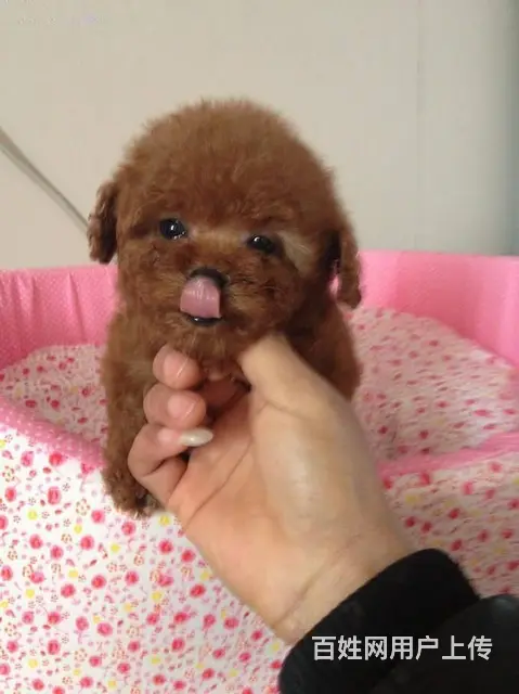 标准泰迪 泰迪幼犬 终身售后 泰迪狗狗贵宾犬泰 - 图片 1