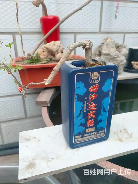 黄荆，中华野生红枸杞盆景，酒瓶花盆 - 图片 1