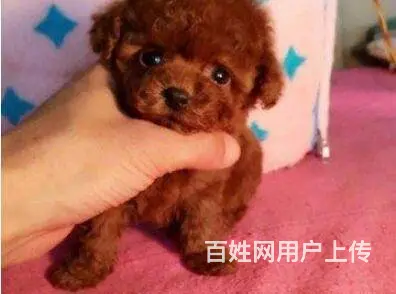 承德泰迪多少钱一只 泰迪价格 茶杯犬泰迪 - 图片 9
