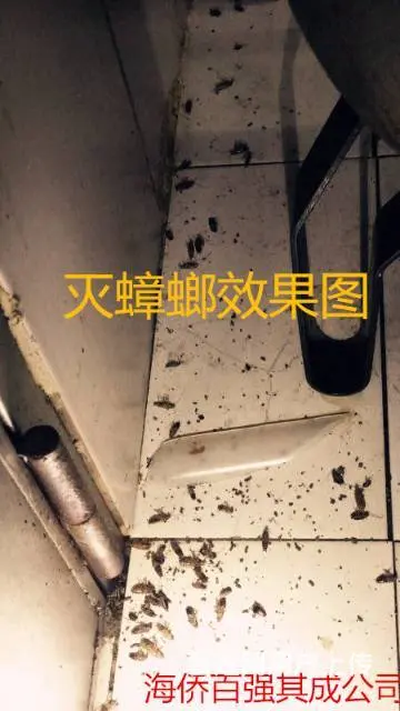 珠海灭蟑螂，灭鼠，灭白蚁！无效退款 - 图片 5