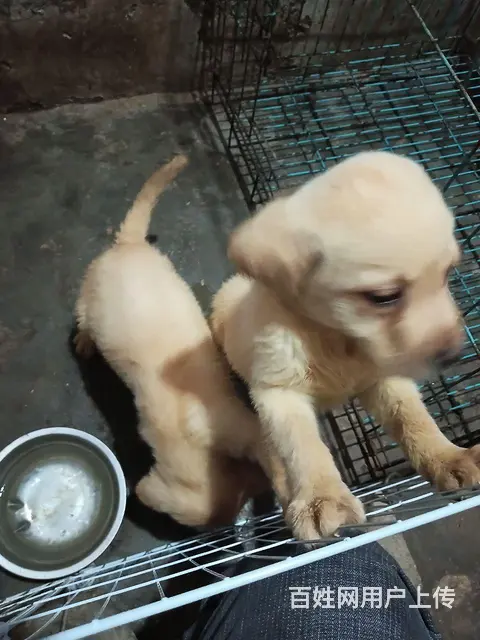 自己家养的狗狗生的小拉布拉多 - 图片 2