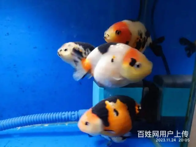 打包出5条精品兰寿，280元，自来水养大适合鱼友家养，尺寸7 - 图片 8