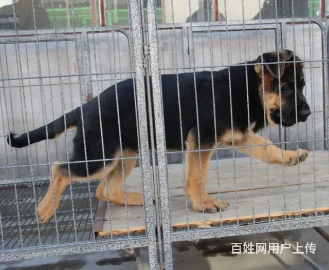 纯种德国牧羊犬 德国狼狗 黑背 大骨架 全国直销 - 图片 3