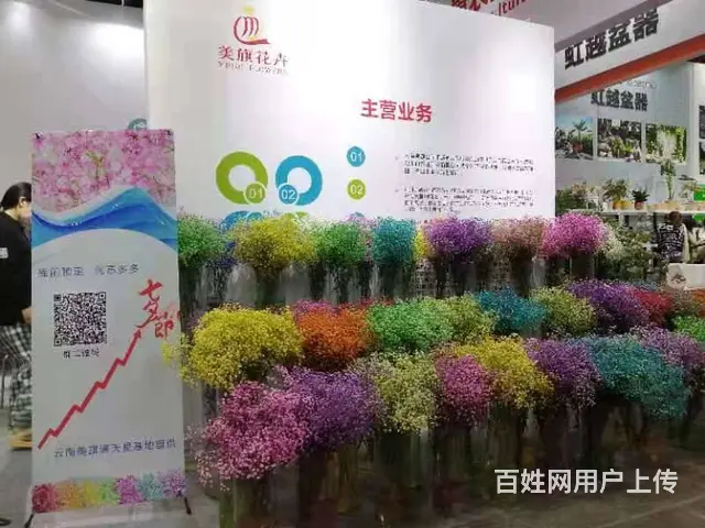 云南昆明美旗基地批发康乃馨尤加利满天星直发全国 - 图片 10