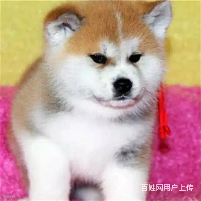 长春卖秋田犬的养殖场，养殖场秋田犬一般卖多少钱 - 图片 8