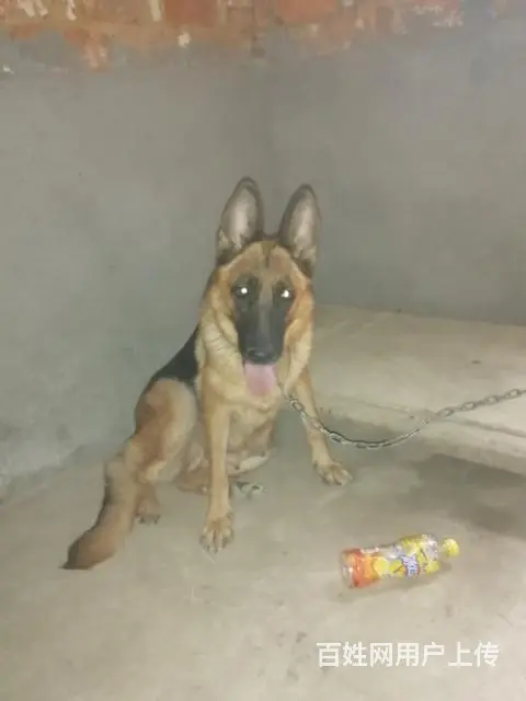 部队军犬，马犬出售 - 图片 5