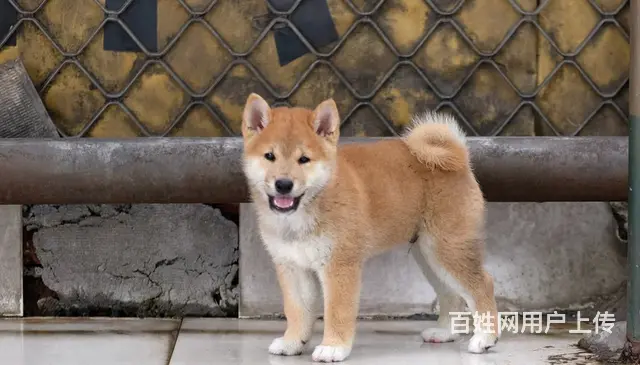 纯种日系柴犬出售 怎么挑选健康的柴犬 - 图片 4