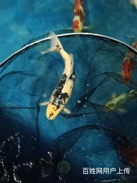 苏州出售锦鲤鱼过滤器材过滤设备 - 图片 11