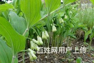 湖北百草堂黄精种植在自然与科技间，寻找草本的真谛 - 图片 1