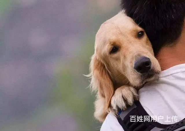 浙江寻宠服务救援队 - 图片 1