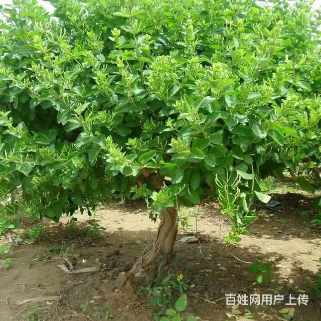 金银花树 - 图片 2