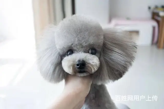 茶杯玩具 迷你 标准体泰迪熊犬 - 图片 3