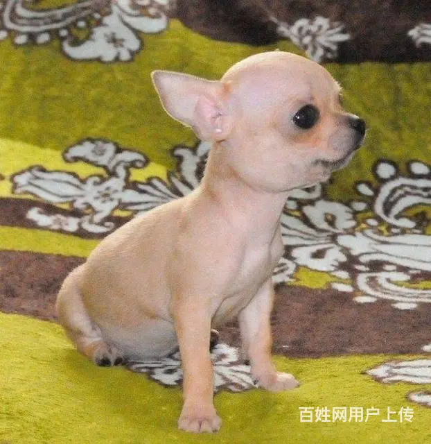 纯种吉娃娃价格 茶杯体苹果头吉娃娃幼犬出售 - 图片 2