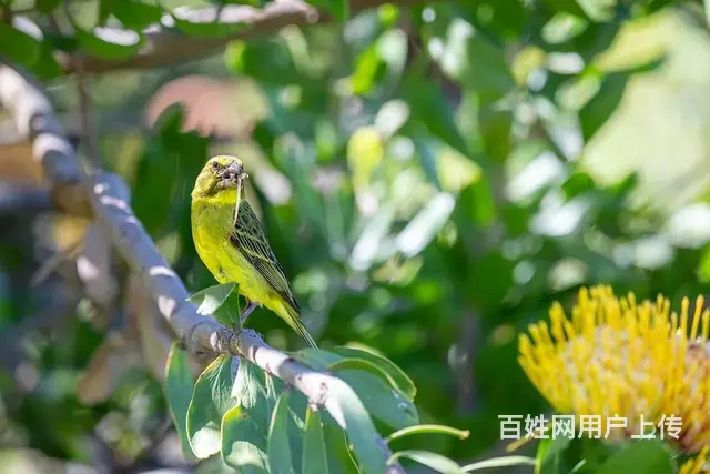 苏州金桥翻译社韩语笔译翻译公司 - 图片