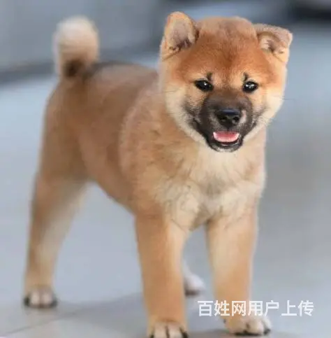 精品纯种柴犬、纯血双冠日系柴犬丨健康质保三年签 - 图片 3