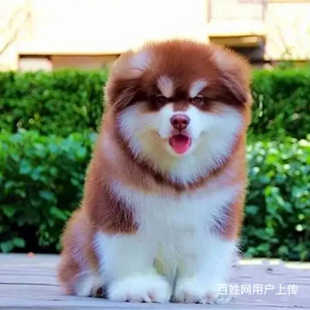 出售阿拉斯加幼犬 赛级品质 有标准体和巨型阿拉斯加 - 图片 2