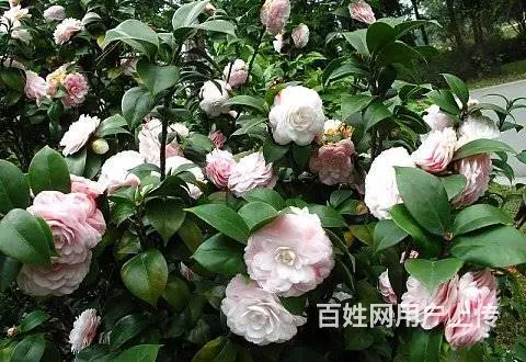 工程苗木，花卉苗木订购 - 图片 1