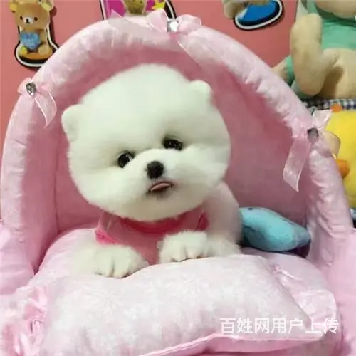 北京哪里卖博美 哈多利球体博美犬 北京宠物之家 - 图片 1