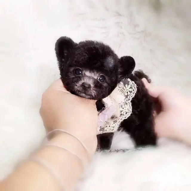纯种泰迪  玩具红泰迪熊犬 巧克力泰迪犬 - 图片 7