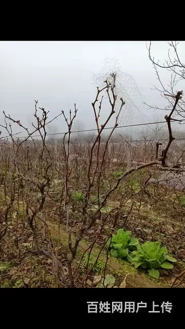 出售自家家种植了30年的葡萄树 - 图片 2