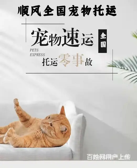 2022安宁市到全国）宠物托运（猫狗）邮寄快递（宠物活体运输 - 图片 3