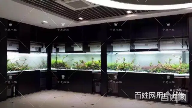专业养护公司，家庭，大型工程鱼缸，兼卖鱼缸 - 图片 2