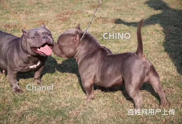宿迁恶霸犬出售 - 图片 2