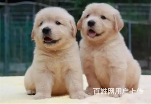 现在哪有卖金毛犬的 现在金毛多少钱一只 - 图片 1