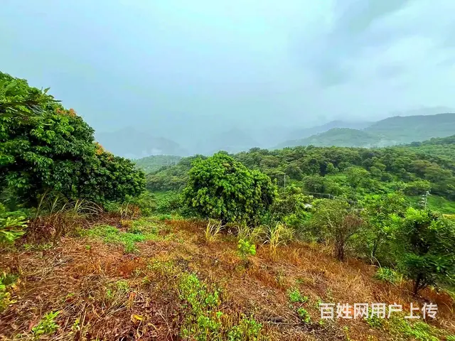 从化区温泉旅游区附近70亩果园休闲庄园整体转让 - 图片 9