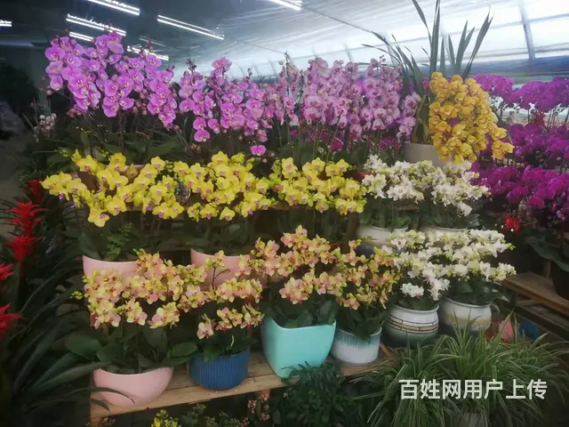 渭南乔迁绿植，渭南花卉租赁，渭南苗圃，渭南花 - 图片