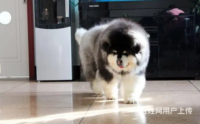 巨型阿拉斯加幼犬 颜色齐全 保纯保健康 可全国发货 - 图片 9