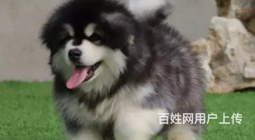 邢台本地出售家养阿拉斯加犬 纯种阿拉斯加 疫苗齐全 - 图片 12