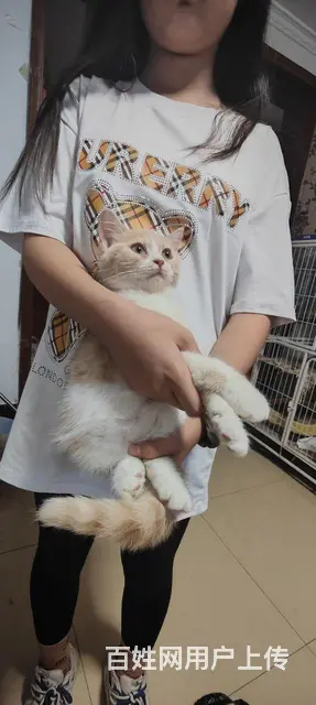 金吉拉英短一袋猫粮 - 图片 3